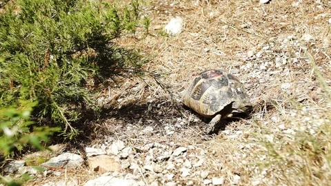 Little turtle crawling on the grass Stock Footage 92436792
