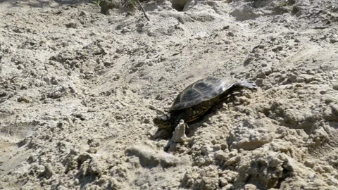 Little Turtle Crawling on the Sand on the Beach and Plunged into the River. Slow Stock Footage 92673268