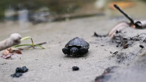 Little turtle crawling on sand Video stock 303705980