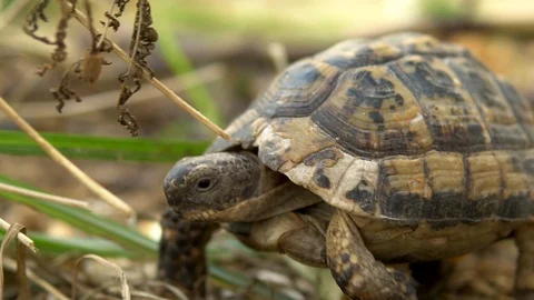 The little turtle is crawling. Wild nature. The turtle is slowly crawling. Side Stock Footage 120081587