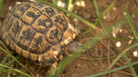 The little turtle is crawling. Wild nature. The turtle is slowly crawling. View Vídeos de archivo 120081761