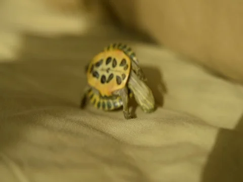 Little turtle Stock Footage 79318315