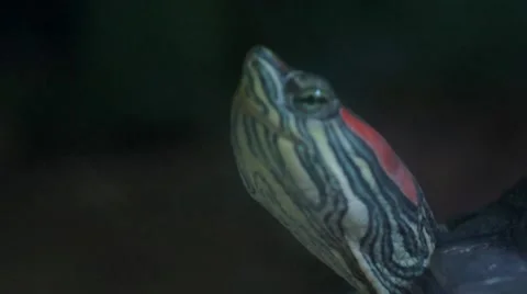 A little turtle looking around Video stock 42681866