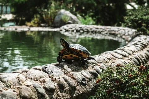 Little turtle looking around while walking on a sunny day at a pond Stock Photos