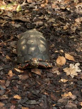 Little turtle Stock Photos