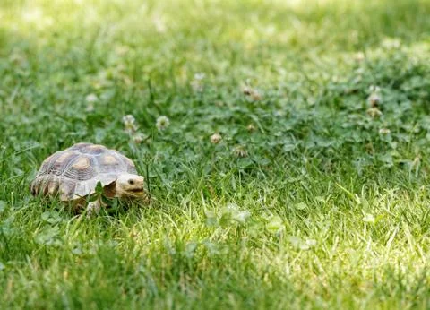 Little turtle Stock Photos