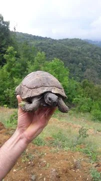 Little turtle Stock Photos