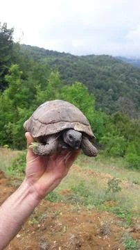 Little turtle Stock Photos