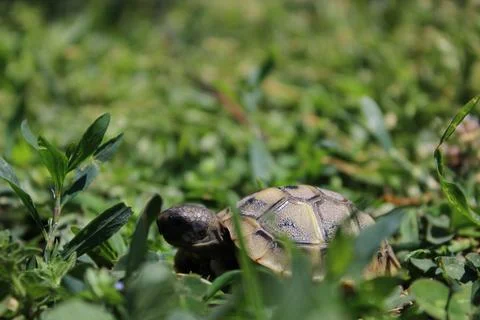 Little turtle Stock-Fotos