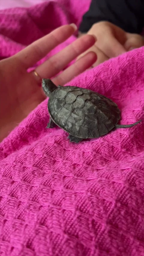 Little turtle resting on bright towel Stock Footage 319409900