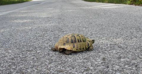 Little turtle on road Stockfoto's