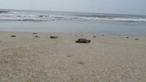 Little Turtle On Sandy Beach Stock Footage 219460173