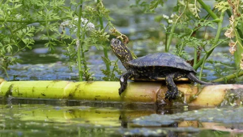 Little Turtle Sitting on a Green Algae in the Marsh. Stock Footage 135747239