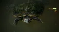 Little turtle swimming lake Testudines Reptile wild animal wilderness habitat HD Footage