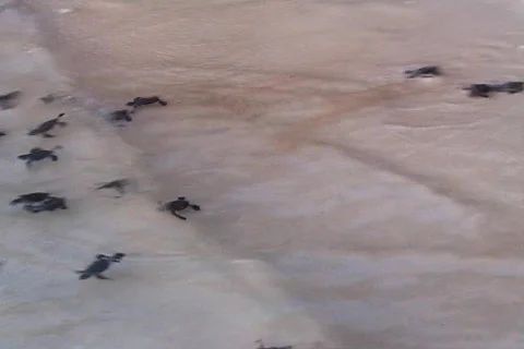 Little turtles Stock Footage 483317