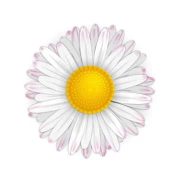 Little vector daisy Stock Illustration