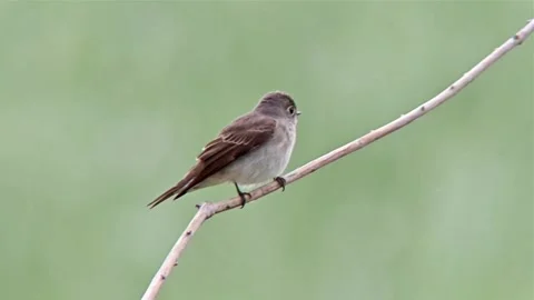 Little veery perched on tiny branch Stock Footage 335661952