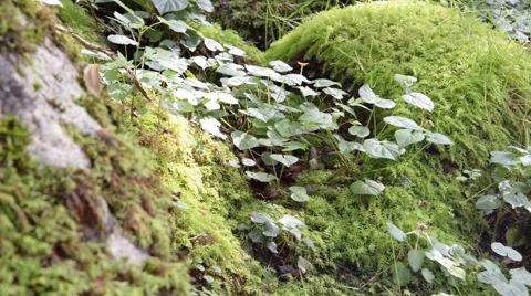 Little vegetation on rocks. Stock Footage 48969040