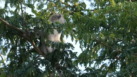 Little Vervet Monkey in the Tree Stock Footage 125184119