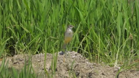 Little wagtail bird perched on a sandy mound - Earthy Tones and Open Meadowland 库存影片 339929951