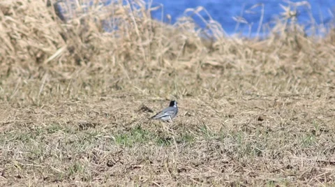 Little wagtail looking for bugs. Stock-Footage 61865961