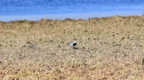 Little wagtail looking for bugs. Video stock 61866004