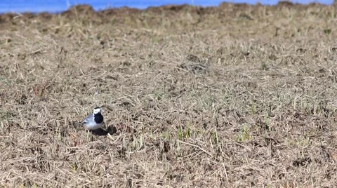 Little wagtail looking for bugs. Stock-Footage 61866051