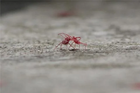 Little war between aphids Stock Photos