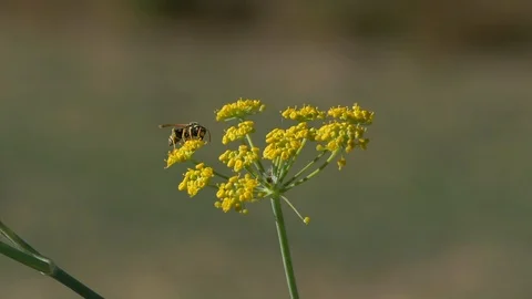 Little wasp on yellow flower moving in the wind, slow motion Stock Footage