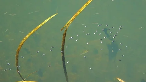 Little Water Bugs on Pond Surface Stock Footage 102832999