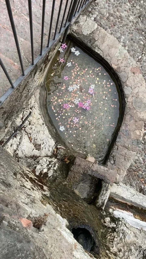 Little water float and a well with flower blossoms and money coins Stock Footage 340885228