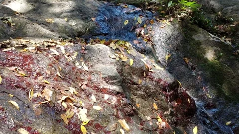 Little water flows over big rock Stock Footage 260822326