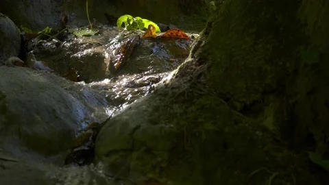 Little water stream on rocks from source with dead leaves Stock Footage 221564879