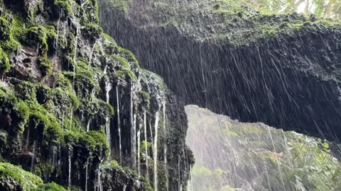 Little Waterfall in a forest, Cecilia Forest, Kirstenbosch Botanical Gardens Stock Footage 314412585