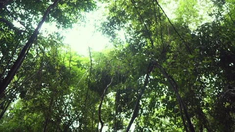 Little waterfall in the forest Stock Footage 159178180