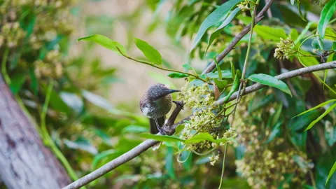 Little Wattle Bird Vídeo Stock 335492955