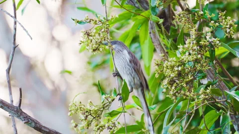 Little Wattle Bird Vídeo Stock 335494031