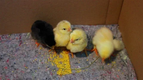 Little weak chickens Stock Footage 76430198