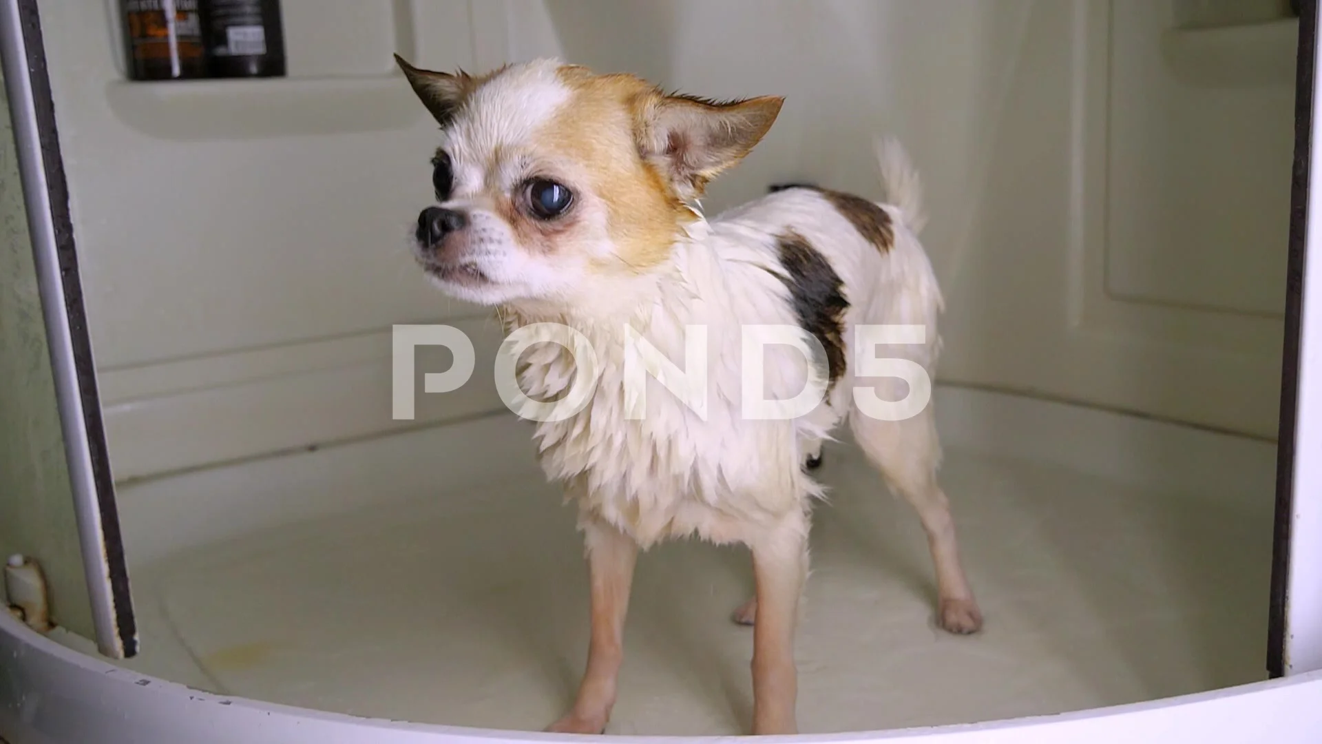 Apt opladen Lezen little wet dog Chihuahua shivering in ba... | Stock Video | Pond5