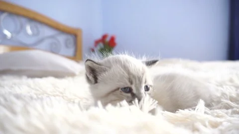 Little white cat on a fluffy blanket Video stock 75291085