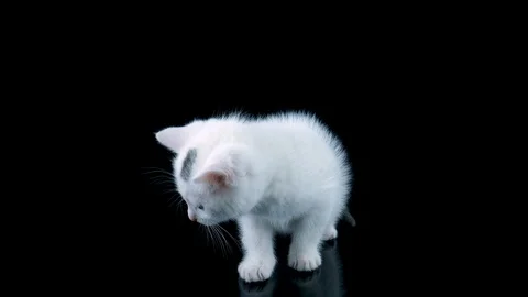 Little white cat looking bottom at on own reflection Stock Footage 91763164