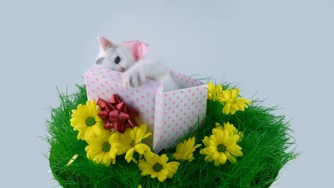 Little white cat playing in present box on green grass with yellow flowers Stock Footage 91720479