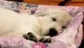Little white dog sleeping on the bed HD Footage