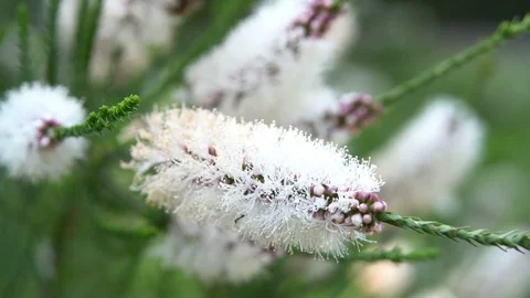 Little white flower and bees Stock Footage