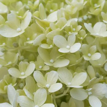 Little white flowers in group Stock Photos