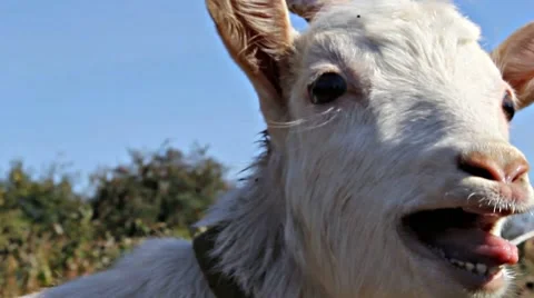 Little white goat cries Stock Footage