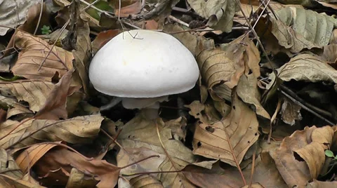 A little white grebe Vídeo Stock 38214967