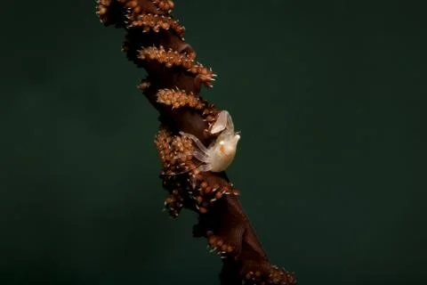 Little white hunter Stock Photos