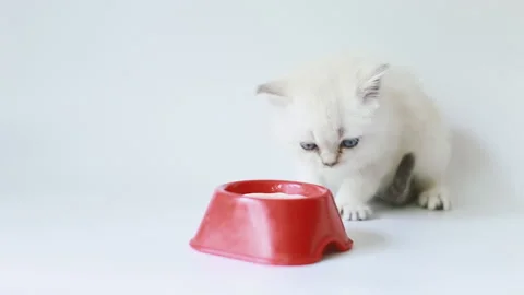 Little white kitten Stock Footage 157885447