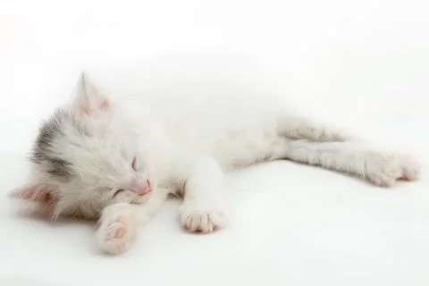 Little white kitten Stock Photos